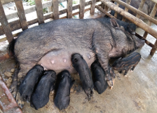 Bgif projects fig 21 pig rearing.png