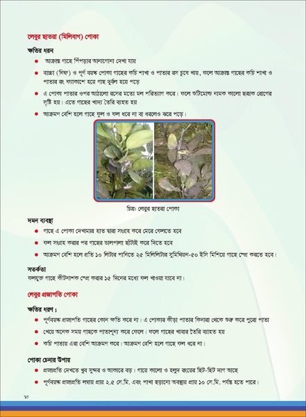 File:TM fruit farming FFS jan 19 compressed.pdf