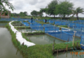 Bgif projects fig 27 tilapia feed.png