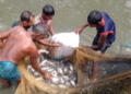 Bgif projects fig 28 tilapia feed.png