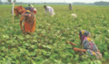 Bgif projects fig 23 increasing mung bean.png