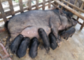 Bgif projects fig 21 pig rearing.png
