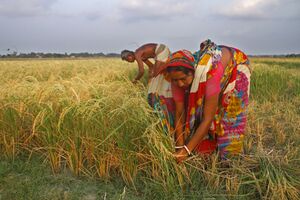 Agriculture (57).jpg