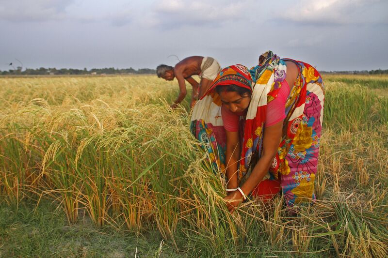File:Agriculture (57).jpg